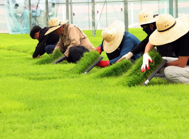 South Korea Recruits Record 93,500 Foreign Seasonal Farm Workers for H1 Agriculture