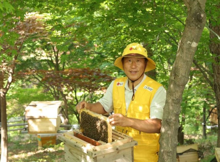 LG Boosts Native Honeybee Population Recovery